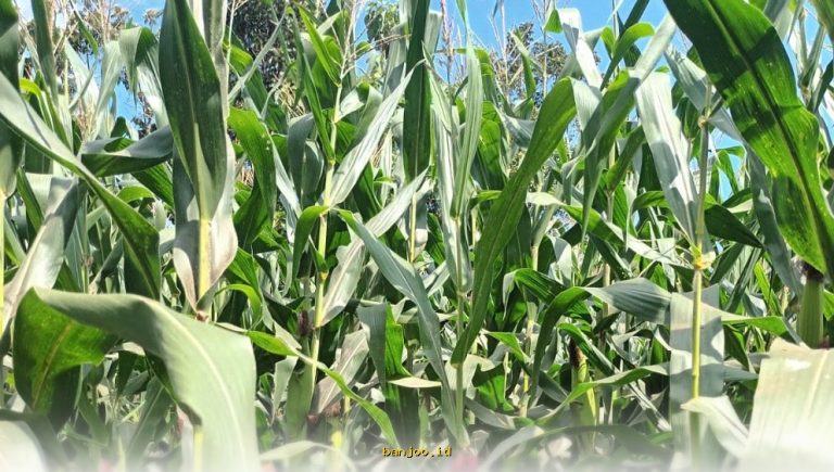 Kemenko Perekonomian Bantah Impor Jagung AS untuk Konsumsi Langsung!