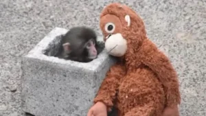 Viral di Jepang, Bayi Monyet Punch Peluk Erat Boneka Orang Utan Usai Ditinggal Induknya!