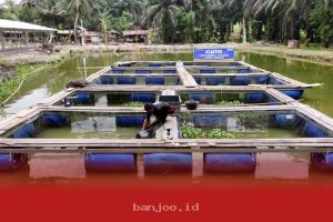 BRI Terus Dorong Pemberdayaan, 5 Desa Baru Tumbuh Berkembang Pesat