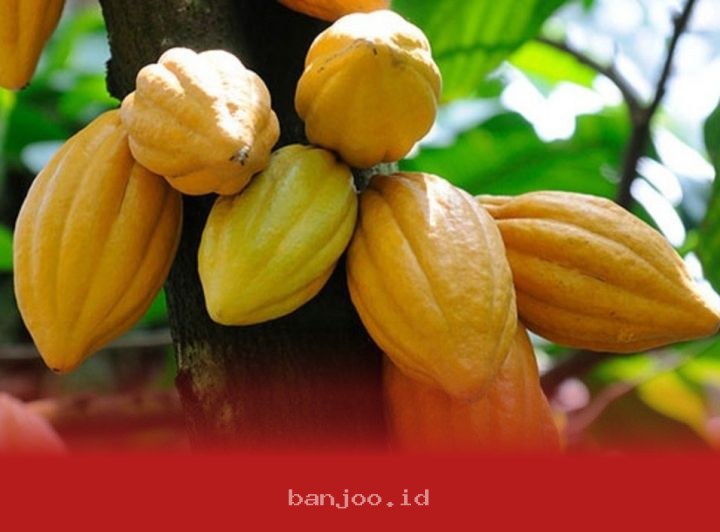 Emiten COCO Rencanakan Pengembangan Bisnis Kakao Melalui Investasi Baru Sebesar Rp500 Miliar Tahun Ini
