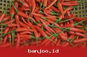 Harga Cabai Rawit Meroket Jelang Lebaran Capai Rp74.750/Kg, Simak Update Terbarunya Hari Ini 12 April 2025