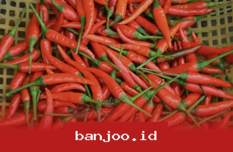 Harga Cabai Rawit Meroket Jelang Lebaran Capai Rp74.750/Kg, Simak Update Terbarunya Hari Ini 12 April 2025