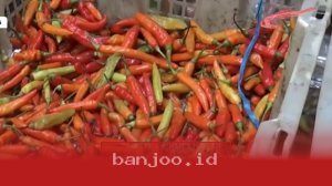 Harga Cabai Rawit di Pasar Bintoro Demak Tetap Tinggi di Tengah Fluktuasi Pasar