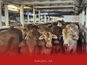 KAI Logistik dan Bogantara Kolaborasi Tangani Pengiriman Hewan Ternak untuk Mendukung Bisnis Peternakan Sampai ke Pasar Nasional dengan Layanan Terintegrasi 2025