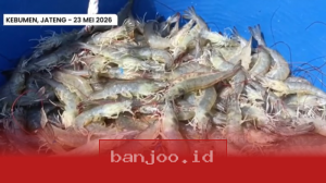 KKP Incar Produksi Udang Kebumen Capai 960 Ton demi Kuasai Pasar Ekspor