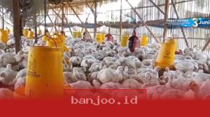 Menjelang Iduladha, Harga Ayam Peternak Rakyat Anjlok hingga 30 Persen di Bawah Biaya Produksi