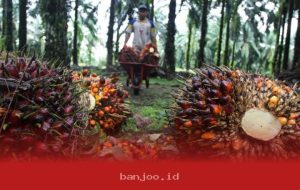 Penurunan Harga Referensi CPO Dipicu oleh Beberapa Faktor Ini