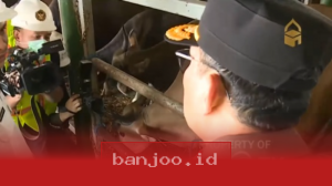 Sapi dari Kupang Masuk ke Pelabuhan Tanjung Priok Menjelang Hari Raya Iduladha